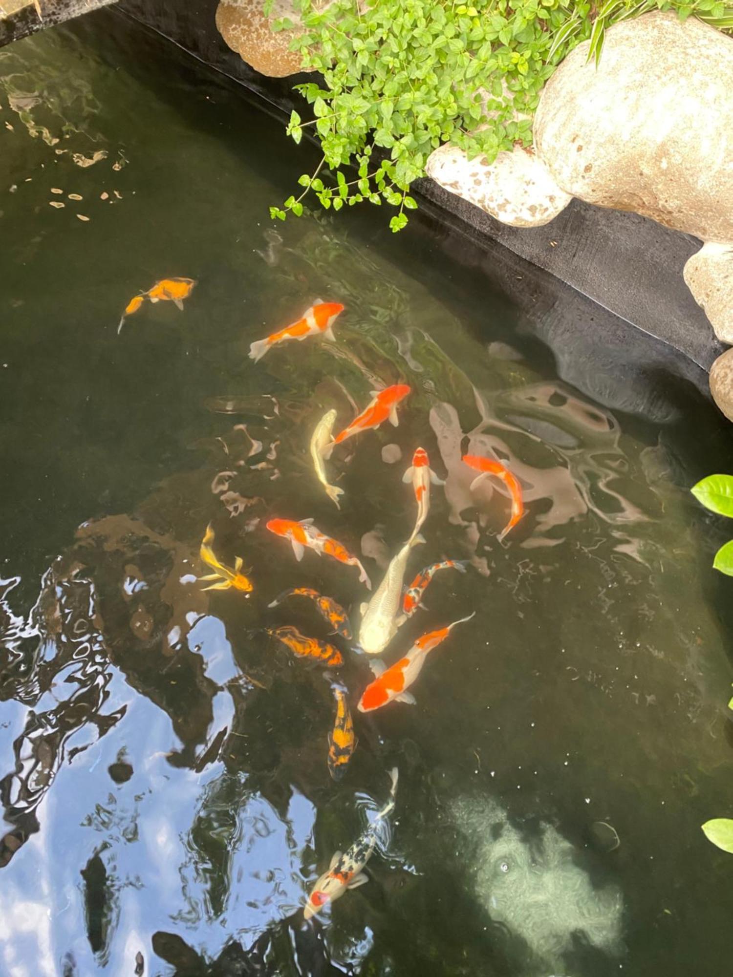 Lemon Tree Homestay Tam Coc Νιν Μπιν Εξωτερικό φωτογραφία